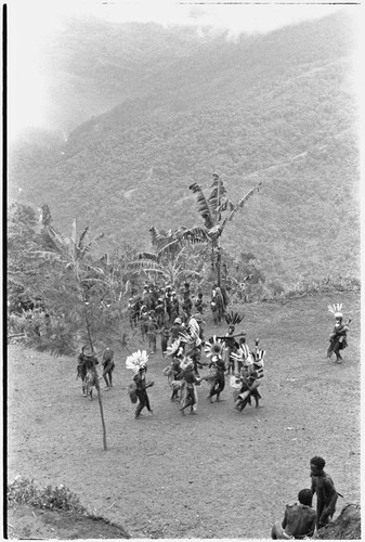 Pig festival, singsing, Tsembaga hosts Tsengamp: decorated men with drums move in formation on dance ground