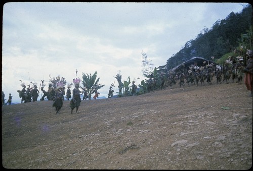 Pig festival, singsing, Tsembaga: Tuguma men and women in feather headdresses at dance ground