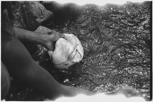 Food preparation: pig meat being washed in a stream