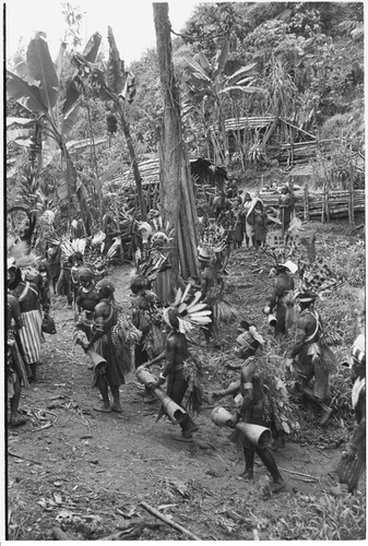 Pig festival, uprooting cordyline ritual, Tsembaga: decorated men gather in men's house enclosure to remove plant from ground, signaling new phase of ritual