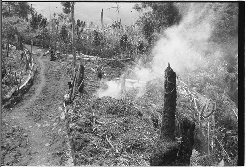 Gardening: slash-and-burn clearing of land next to trail