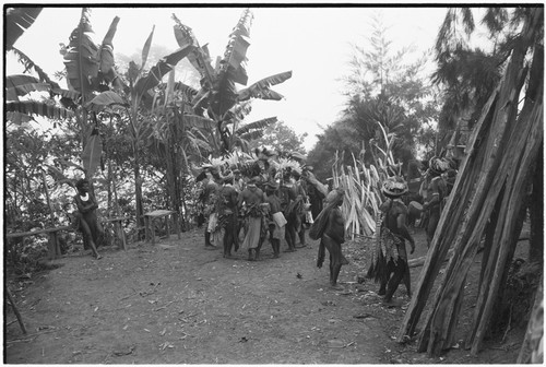 Pig festival, pig sacrifice, Tsembaga: decorated men dance in circle on dance ground