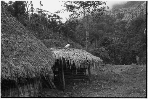 Fainjur: house and unwalled structure near thickly forested steep slope