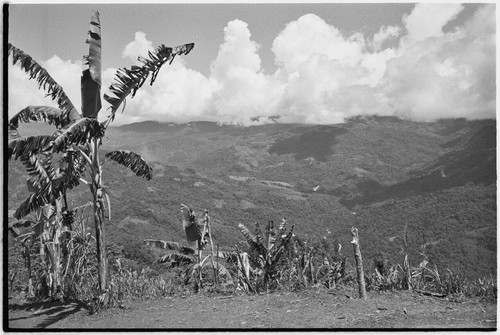 Gardening: banana trees with gardens in background, Bismarck Range