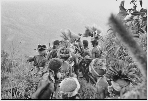 Pig festival, uprooting cordyline ritual, Tsembaga: decorated men dance on trail to enemy boundary, where uprooted plant will be placed