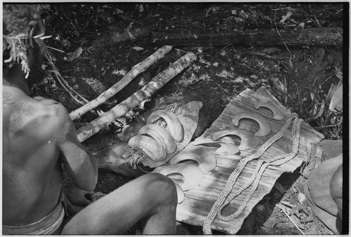 Pig festival, uprooting cordyline ritual, Tsembaga: display of shell valuables at sacrifice of female pigs to spirits of the high ground