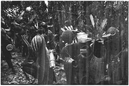 Pig festival, pig sacrifice, Tsembaga: behind ritual fence, decorated men wait with bundles of salted pork, to be given to allies