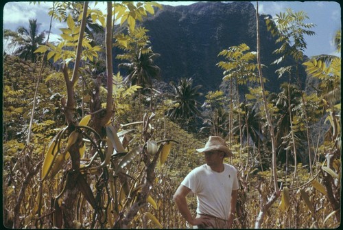 Archaeologist Roger Green in vanilla patch, Society Islands