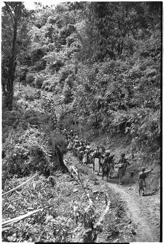 Pig festival, stake-planting, Tuguma: long procession of Tuguma and allies, going to perform rituals at enemy boundary