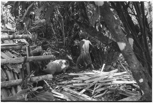 Pig festival, pig sacrifice, Tsembaga: in ancestral shrine, man holds pig, while another man clubs it