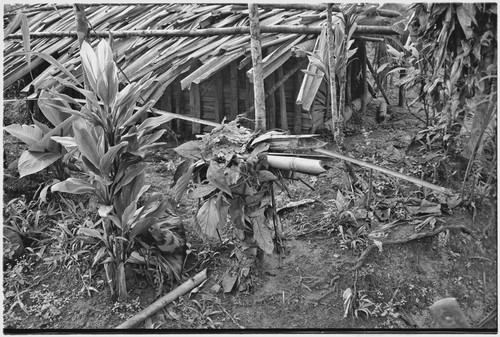 Pig festival, singsing preparations: ritual cordyline planted near men's house