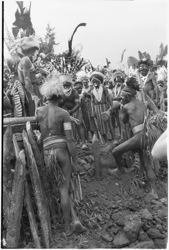 Pig festival, pig sacrifice, Tsembaga: ending the festival, fight magic men dig up cordyline roots buried at gate to dance ground