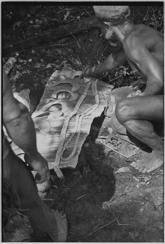 Pig festival, uprooting cordyline ritual, Tsembaga: display of shell valuables at sacrifice of female pigs to spirits of high ground