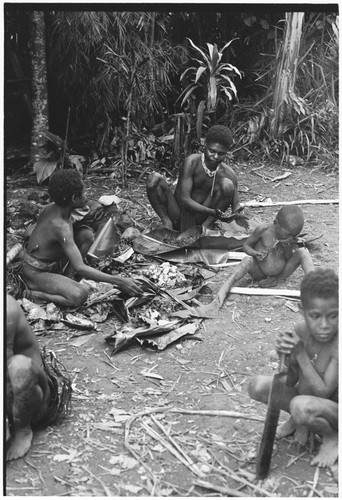 Pig festival, wig ritual, Tsembaga: boys extract pandanus oil to be rubbed on wigged men's skin