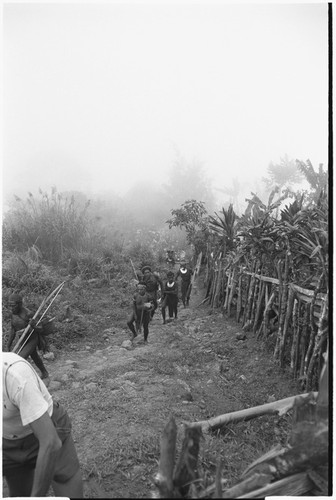 Pig festival, pig sacrifice, Tsembaga: visiting men, carrying weapons, walk beside fence, on way to dance grounds