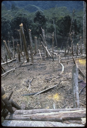 Gardening: slash-and-burn method has been used to prepare Yemp's garden