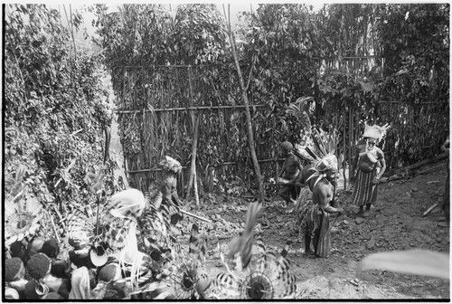 Pig festival, pig sacrifice, Tsembaga: behind ritual fence, decorated men wait to begin final ceremony