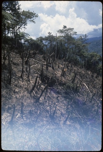 Gardening: fire in slash-and-burn clearing for a garden for Akis Aibenigai