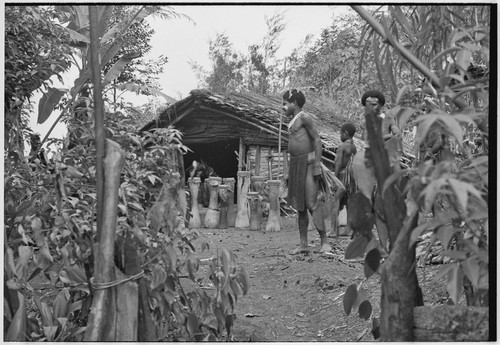 Pig festival, uprooting cordyline ritual, Tsembaga: drums lined up for spell that will remove taboo on playing them