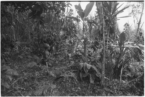 Pig festival, pig sacrifice, Tsembaga: ancestral shrine where pigs will be slaughtered and cooked, large leaf oven in center, cooking rocks ready