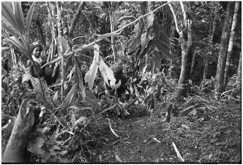 Pig festival, pig sacrifice, Tsembaga: men carry eel traps into ancestral shrine, entrance marked with archway of cordyline leaves