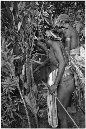 Pig festival, stake-planting, Tuguma: decorated men establish enemy boundary with cordyline and stakes