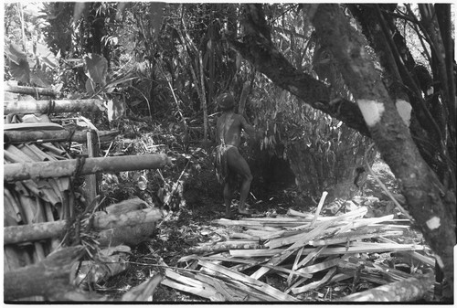 Pig festival, pig sacrifice, Tsembaga: man clubs a pig, on right is a bark-lined oven