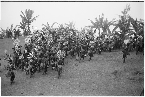 Pig festival, pig sacrifice, Tsembaga: large crowd of decorated men on dance grounds below ritual fence, they dance and play kundu drums