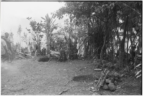 Pig festival, pig sacrifice, Tsembaga: pits in ancestral shrine, where pigs will be sacrificed