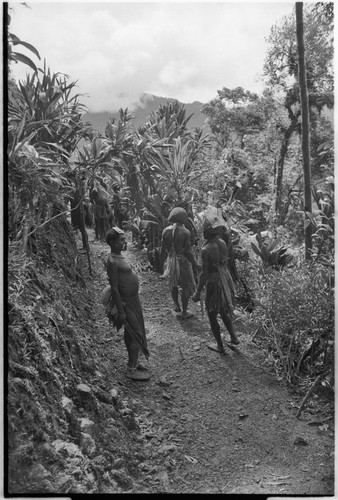 Pig festival, stake-planting, Tuguma: decorated men plant cordyline and stakes, establishing enemy boundary