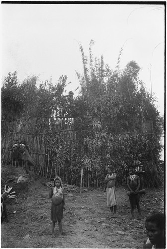 Pig festival, pig sacrifice, Tsembaga: ritual fence through which allies will be given salted pork, man at top has climbed pole to call their names