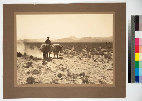 The Mojave Desert, California. Bringing in the desiccated bodies of two prospectors who perished from thirst in Death Valley