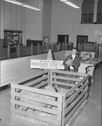 Kenilworth Future Farmers display in the Bank of America lobby, Petaluma, California, about 1955