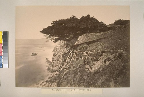 Monterey, California. Cypress, at Point Lobos