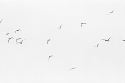 A flock of birds flying, Isla de Salamanca, Colombia, 1977