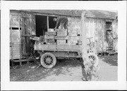 Hauling bones from ranch storehouse. (RLB-0305)