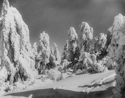 Trees after a snowfall, Mount Wilson
