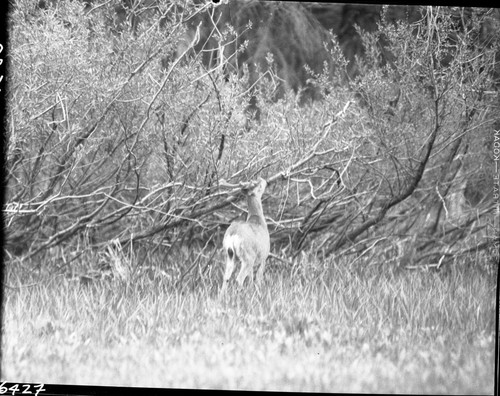 Deer, Mule Deer buck eating Willow shoots