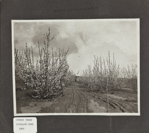 Cherry trees, Beaumont