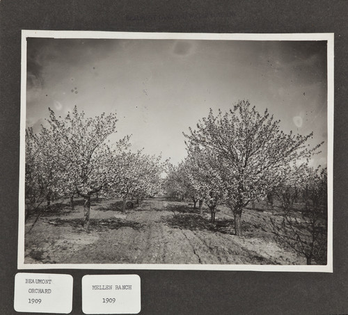 Mellen Ranch, 1909