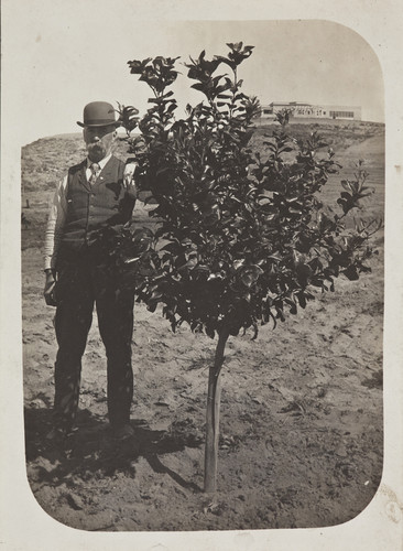 A man and fruit tree