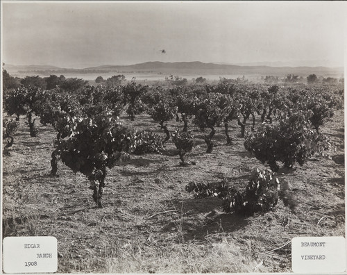 Edgar Ranch, Beaumont Vineyard in 1908