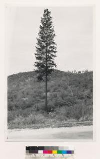 1 mi. N. of Jones Bar. Large immature (#2) conifer timber tree (ponderosa pine). Nevada Co