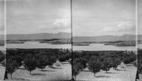 Irrigated Orchards and Reservoir, Fort Collins, Colo. About 5 miles north of Ft. Collins is formed this fruit belt the only one in the region. It supplies fruit to surrounding country and into other states for several hundred miles. Apples, plums, grapes and cherries. Surrounding Ft. Collins is this valley of rich soil (lower than the fruit belt) are extensive forms of sugar beets and alfalfa, large numbers of sheep are fed here on beet pulp and alfalfa. In 1926 one farmer made over $200,000 feeding sheep. Land is high in price