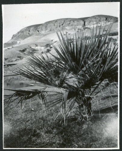 Photograph of a desert plant in front of a swimming pool in Death Valley