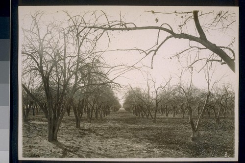 Prune Orchard, Rivergarden Farms