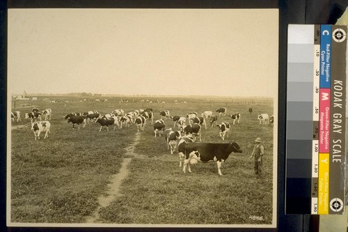 [cows on the Rivergarden Farms]