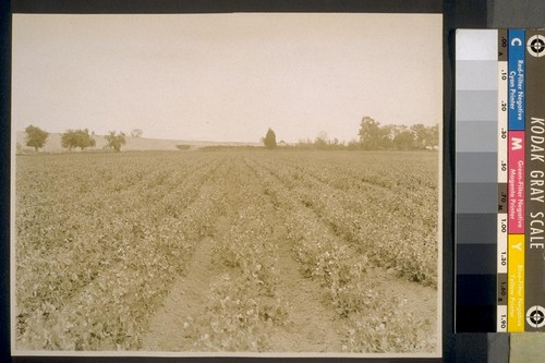 $100.00 an acre bean crop on Sacramento River bottom land