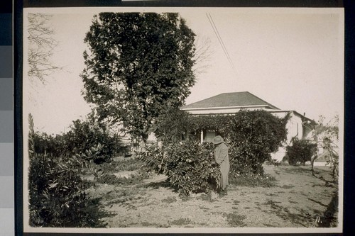 Cottage showing orange trees on land near Rivergarden Farms