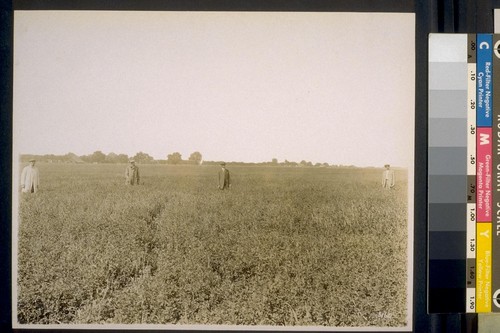 Two tons to the acre, Alfalfa, without irrigation